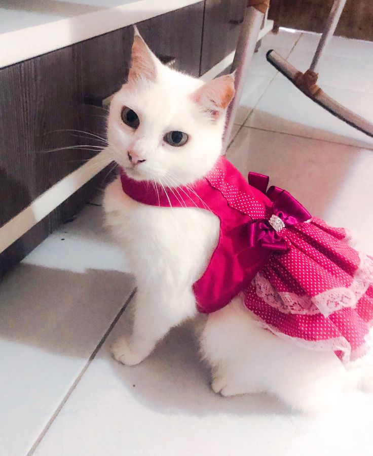 Sewww Pawsomely Purrfect!