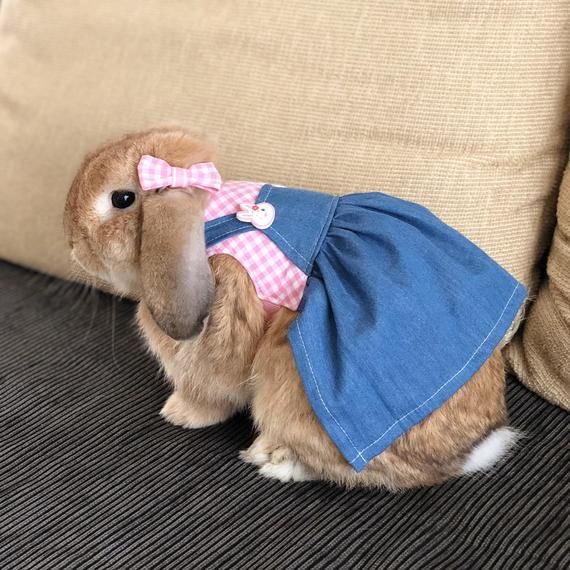 Sewww Pawsomely Purrfect!