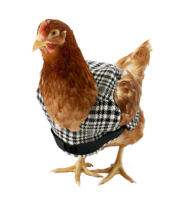 Sewww Pawsomely Purrfect!